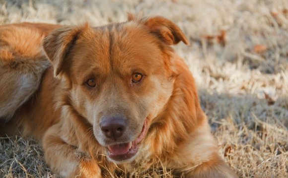 12. Golden Retriever x Pit