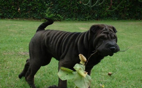 2 Month Old Black Shar Pei Dog