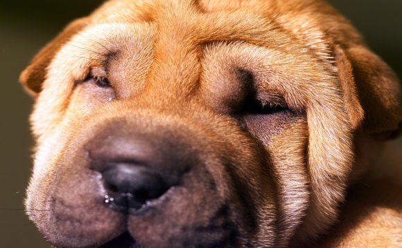 Mushrooms, and shar peis