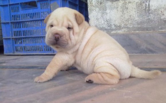 Shar Pei | jhon