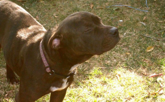 Bull Terrier/Shar Pei Mix