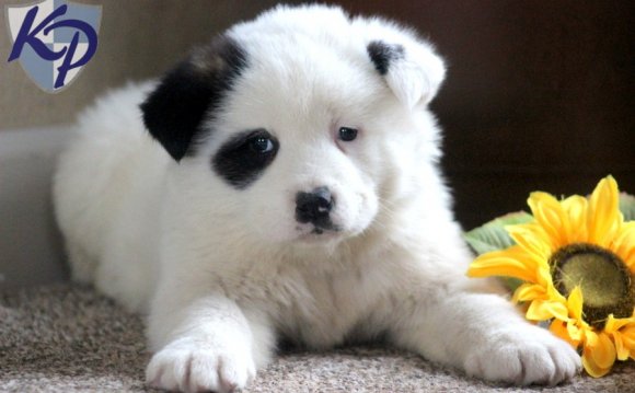 Rusty – Akita Puppies for Sale