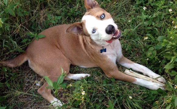 Alaskan Husky American Bulldog