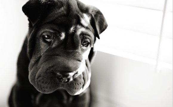 ANOTHER pug/Shar Pei Mix