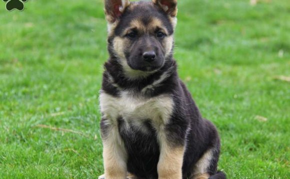 German Shepherd Puppies For