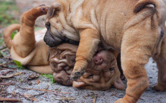 Shar-Pei Puppy Fight by