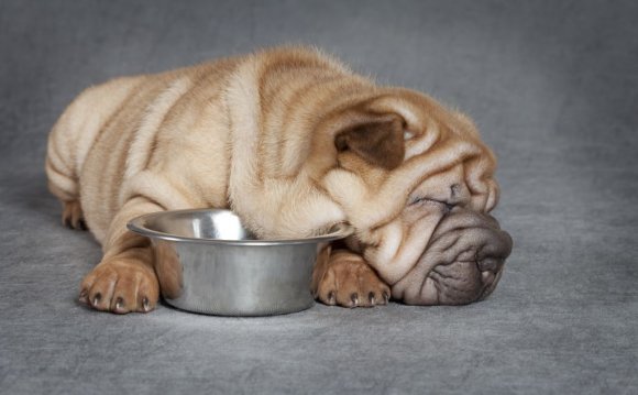 The Shar-pei dog hails from