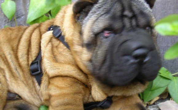 Chinese Shar Pei dog breed