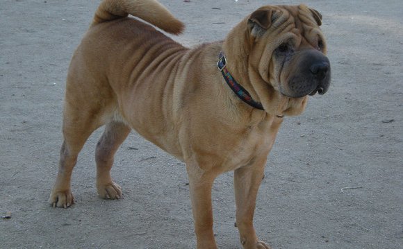 Chinese Shar-pei