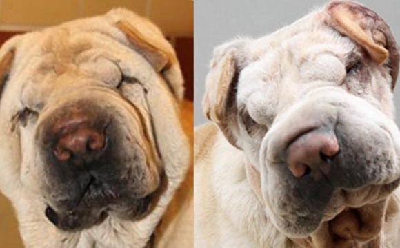 Sesame the Chinese Shar Pei