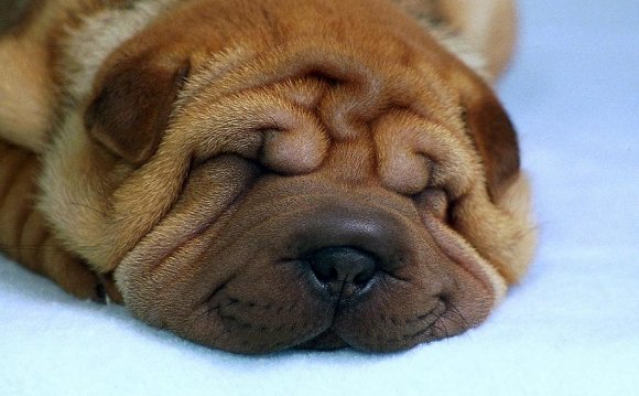 Chinese Shar-pei Puppy