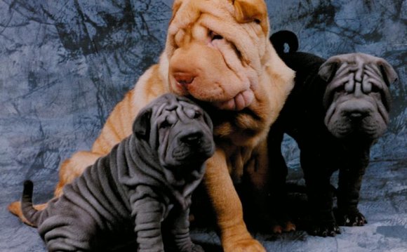 Male and female shar pei s can