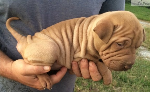 Chinese Shar-Pei puppy for