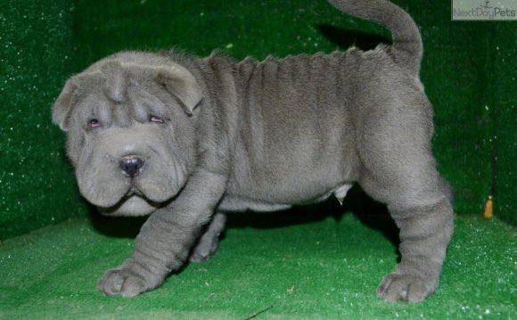 Shar Pei Rescue Ohio