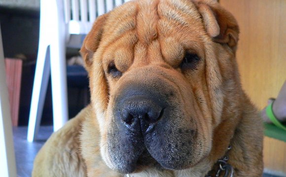 The Shar Pei or Chinese