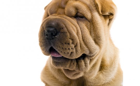 Shar Pei Training Tips