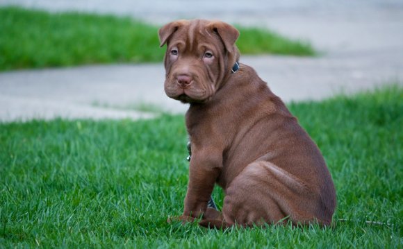 Do I have a Shar-Pei mix?