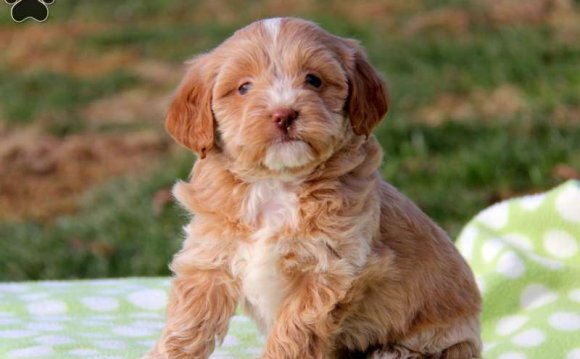 Shih Tzu Mix Puppies For Sale