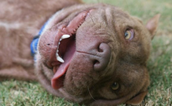 Dulcie the shar pei x