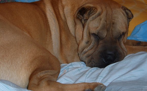 Can a Shar-pei be a guard dog?