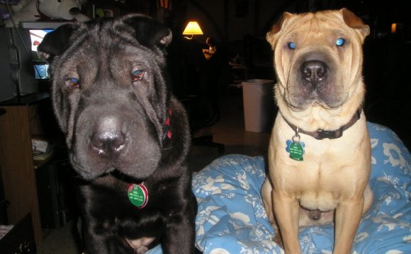 My sister is a huge Shar Pei