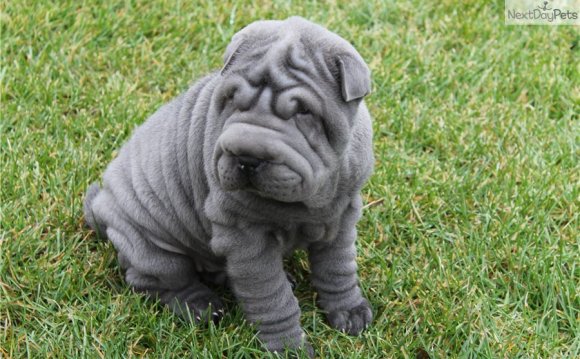 Saw a blue shar-pei puppy the