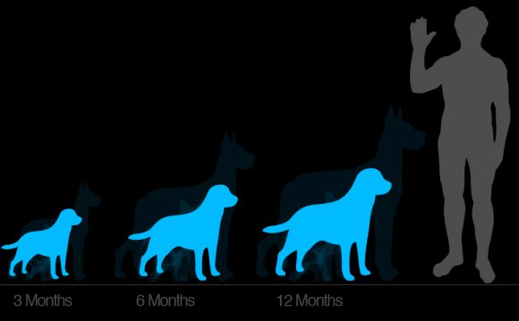 Of dog growth from puppy