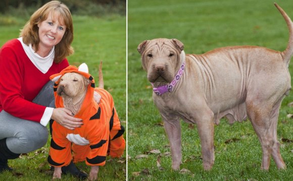 Hairless Shar Pei dog needs