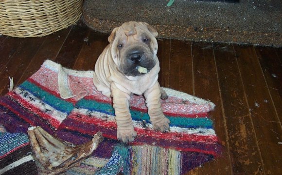 If you like Shar Pei (dogs)