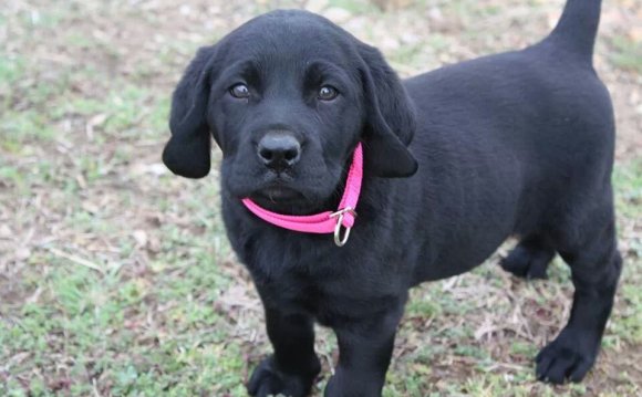 Black Lab Puppies Names