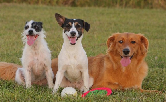 Mixed-breed-dog-names