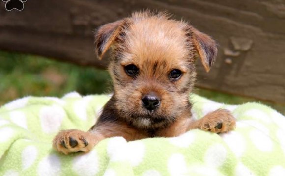 Yorkie Mix Puppies For Sale In