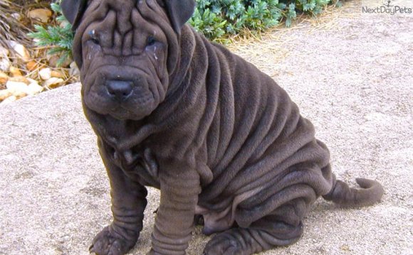 Miniature Shar Pei Dog: