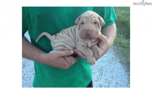 Miniature Shar Pei Puppies: