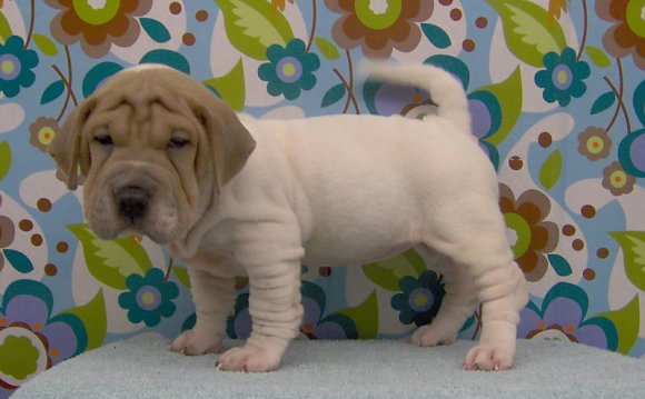 Mini walrus puppy What is a