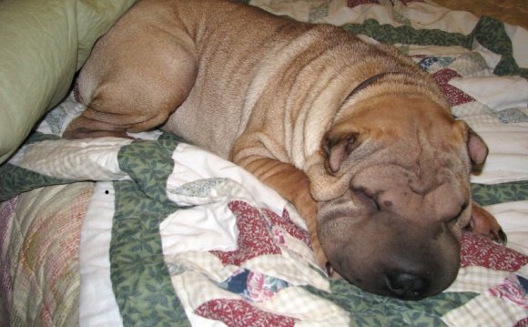 Miss Mouse - Shar Pei