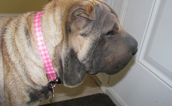 Miss Mouse - Shar Pei