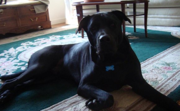 Ninja, the Black Lab/Shar Pei