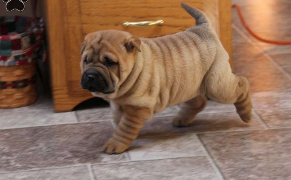 Chinese Shar Pei Puppies For