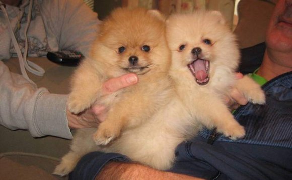 Lovely Teacup Pomeranian