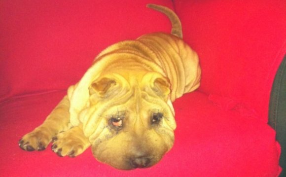 Shar Pei Facelift: What Posh