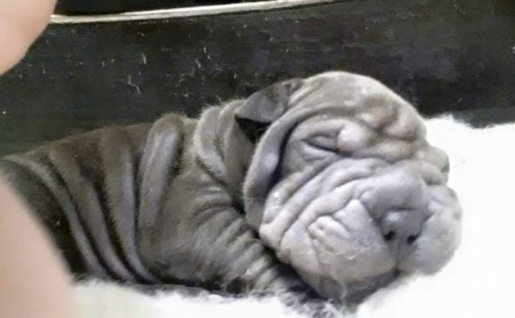 Shar Pei For Stud