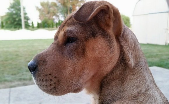 Sandy, my Shar Pei Terrier
