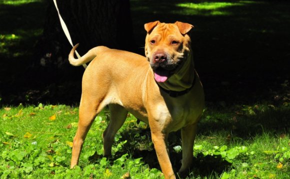 Shar Pei Adoption day Shar Pei