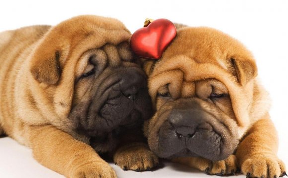 Shar pei puppies wallpaper