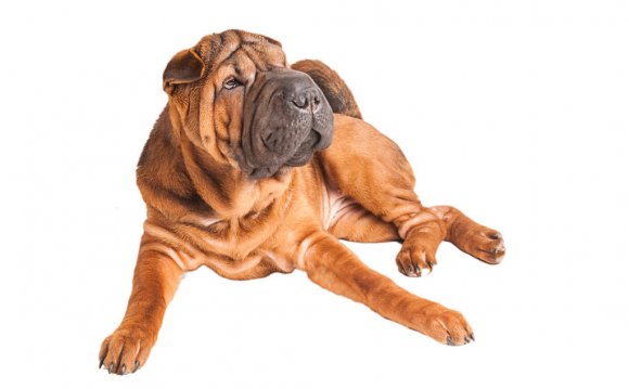 History. The Chinese Shar Pei