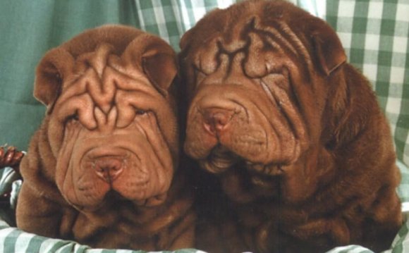 Chinese shar pei picture