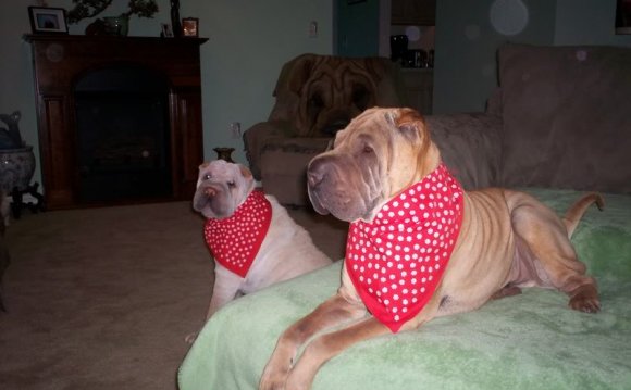 New bandanas for the Guardians