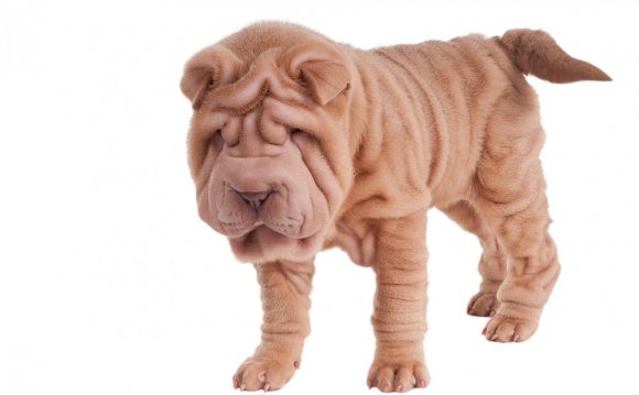 Chinese Shar-Pei Acquiring the