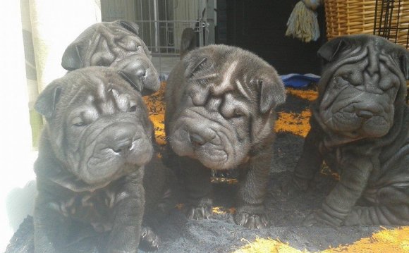 Shar Pei Puppies For Sale All